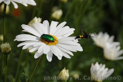 LE MARGHERITE IN FIORE....