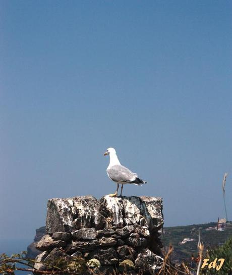 Ventotene