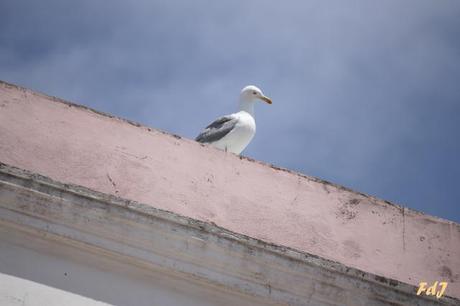 Ventotene