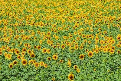 IL FIORE PIU' FAMOSO ED APPREZZATO AL MONDO IL FIORE DEL GIRASOLE