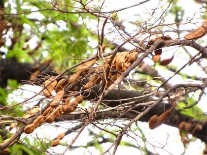 Tamarindo, non solo fresca bevanda estiva, ma anche regolatore intestinale