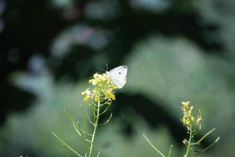 Il sentiero delle farfalle