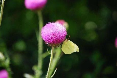 Il sentiero delle farfalle