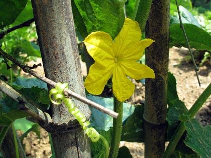 Il fiore del cetriolo e uno dei suoi viticci