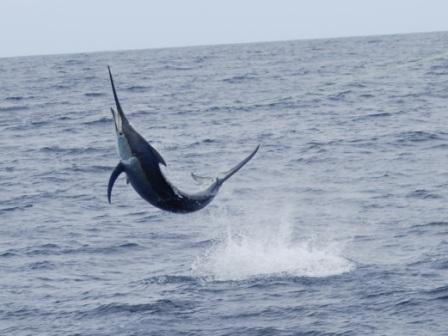 Un Black Marlin