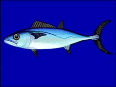 Dogtooth Tuna (gymnosarda)