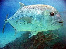 Carango (giant trevally)