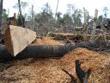 La APP progetta di distruggere un milione di ettari di foresta indonesiana