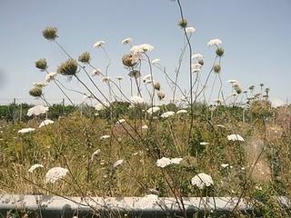 Fiori selvatici e spontanei 1