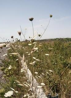 Fiori selvatici e spontanei 1