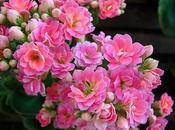 Kalanchoe