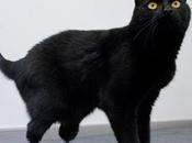 Pistorius fosse animale, sarebbe un...?