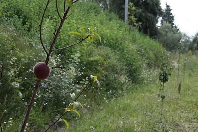 frutti nel bosco di Pierino