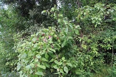 frutti nel bosco di Pierino