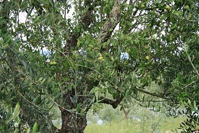 frutti nel bosco di Pierino
