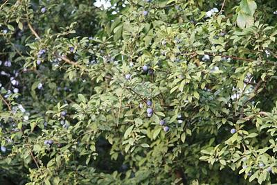 frutti nel bosco di Pierino