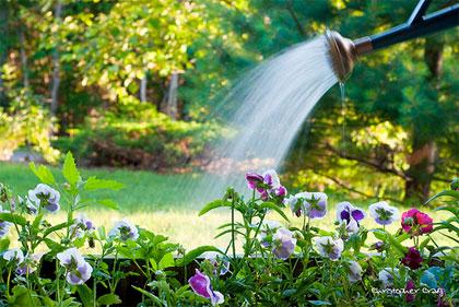 10 consigli per ottimizzare il consumo di acqua in giardino, nell'orto e sul balcone