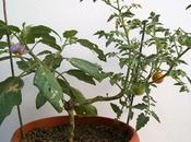 Innesto Solanum torvum, nuovo contributo parte lettore