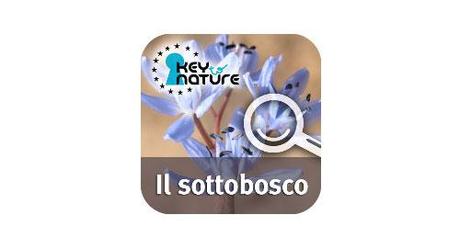 Il sottobosco