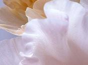 Gladioli