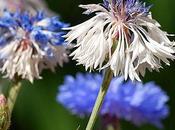 Fiordaliso… identificazione delle piante