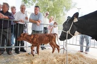 allevatori maltrattatori a Milano