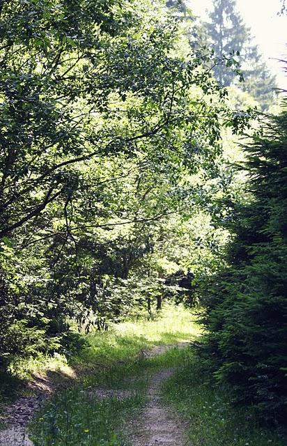 la montagna, il bosco, le fragole