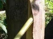 Bark Cloth, tecnica tessile dall'Uganda