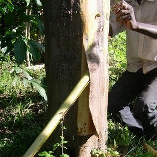 Bark Cloth, una tecnica tessile dall'Uganda