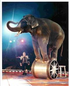 circo, elefante