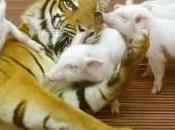 lenta morte tigre Sumatra ferita intrappolata colpa della deforestazione.