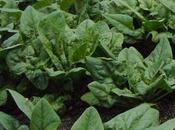 Cosa coltivare nell’orto, come spinacio