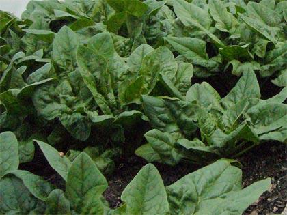 Cosa coltivare nell’orto, S come spinacio