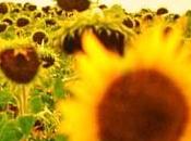 profumo dell’estate