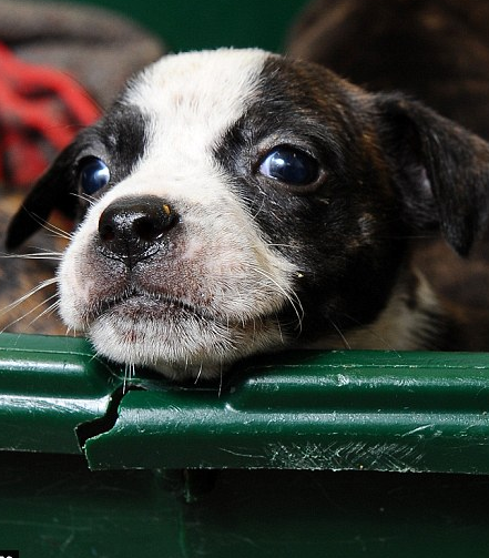 DODICI CAGNOLINI NEL CASSONETTO