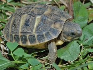 Ladri di testuggini fermati a Golfo Aranci