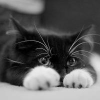 Storia della gattina Zigulì