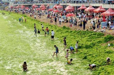 alghe spiaggia cina