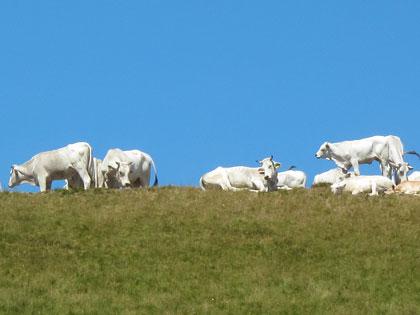 Ennesimo studio: mangiare carne contribuisce al riscaldamento globale