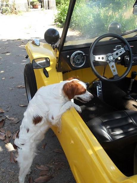 « I feel like a king in my buggy! »