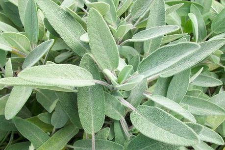 Tisana di Salvia, un toccasana per la gola