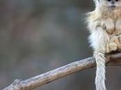 Cina: Scimmia scambiata alieno
