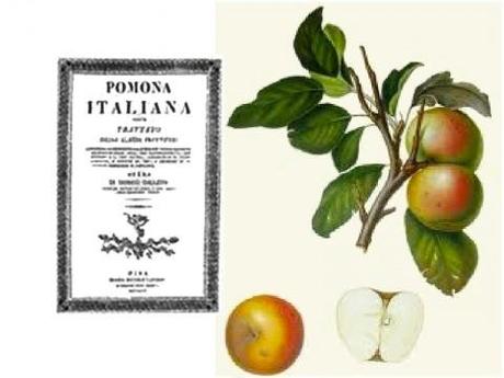 Pomona Italiana