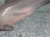 Delfini sfruttano segnali elettrici localizzare prede