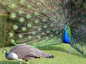 Rumore passi giardini