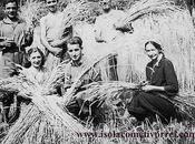 Isolabona; mietitura grano, 1946/1947...