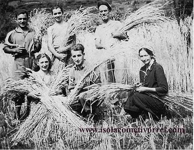 Isolabona; mietitura del grano,  1946/1947...