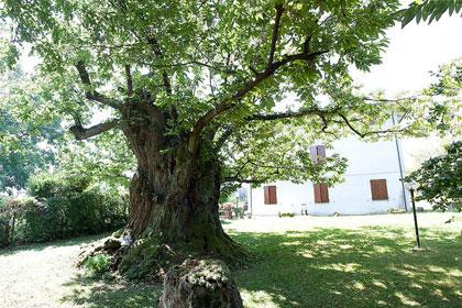 Alberi monumentali, il castagno di Monteombraro (MO)