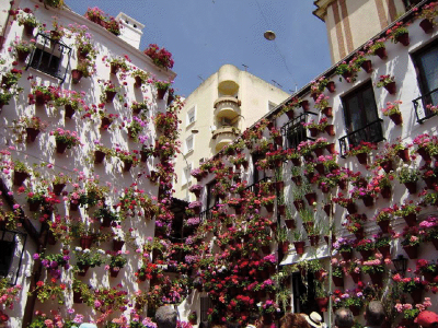 PELARGONIUM noto come GERANIO