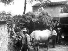cittadino contadino